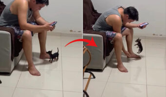 しっぽを元気に振りながらトコトコ歩いてきた子犬。この子は、飼い主さんにお願いしたいことがあったみたいです！！