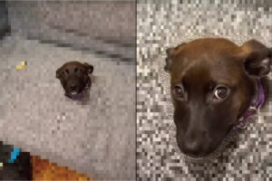 愛犬がソファに腰掛けて見上げてきている？それにしては様子がおかしいけれど・・【海外・動画】