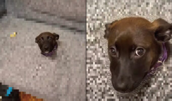 愛犬がソファに腰掛けて見上げてきている?それにしては様子がおかしいけれど・・【海外・動画】