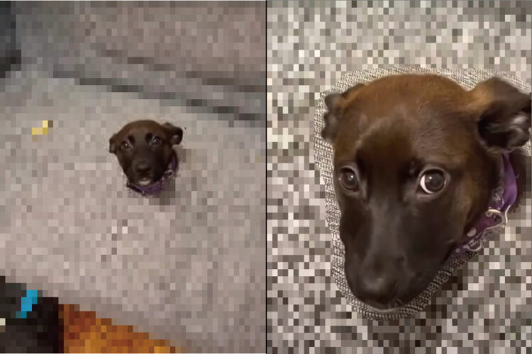 愛犬がソファに腰掛けて見上げてきている？それにしては様子がおかしいけれど・・【海外・動画】