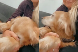 お出かけ先でイヤイヤしている愛犬。それはこの子が『いる場所』が関係していました・・【アメリカ・動画】