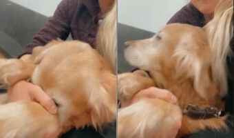 お出かけ先でイヤイヤしている愛犬。それはこの子が『いる場所』が関係していました・・【アメリカ・動画】