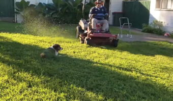 芝刈りの様子を見守る愛犬。ところがその場から動かなかったので、大変なことに!!【海外・動画】