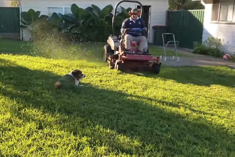 芝刈りの様子を見守る愛犬。ところがその場から動かなかったので、大変なことに！！【海外・動画】