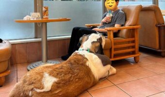 “生セントバーナード”付きのカフェが最高すぎると話題に！「何この天国」「口元のタフタフを触りたいなぁ」