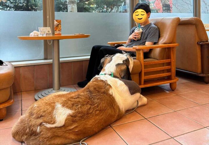 “生セントバーナード”付きのカフェが最高すぎると話題に！「何この天国」「口元のタフタフを触りたいなぁ」