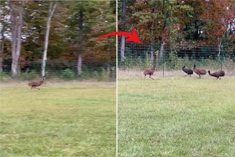 一直線に走る『飛べない鳥』のエミュー。その向かいからもエミューたちが駆けてくる！？お互いに譲り合わなかった結果・・【アメリカ・動画】