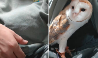 「一番近くにずっといたい!」スウェットをめくると・・なんとフクロウが姿をあらわしました!!【海外・動画】