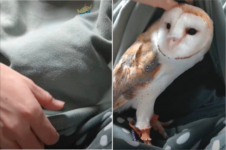 「一番近くにずっといたい！」スウェットをめくると・・なんとフクロウが姿をあらわしました！！【海外・動画】