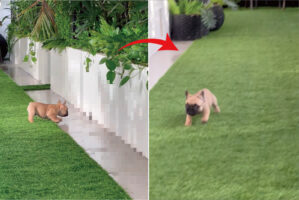 フレンチブルドッグの子犬はビックリ！『あるもの』を見ると慌てて逃げてくるのですが・・、一体何を見た？【海外・動画】