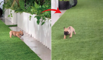 フレンチブルドッグの子犬はビックリ！『あるもの』を見ると慌てて逃げてくるのですが・・、一体何を見た？【海外・動画】