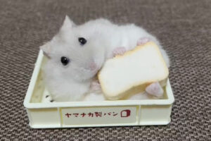 おやつを頬張り美味しそうに食べているハムスター。飼い主さんがおやつを持ち上げようとした時の行動が可愛すぎる！