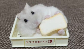 おやつを頬張り美味しそうに食べているハムスター。飼い主さんがおやつを持ち上げようとした時の行動が可愛すぎる!