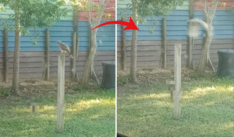 立場逆転！？庭で羽を休めていたタカを追い出したのはなんとビックリ、体の小さな『あの動物』でした！！【アメリカ・動画】