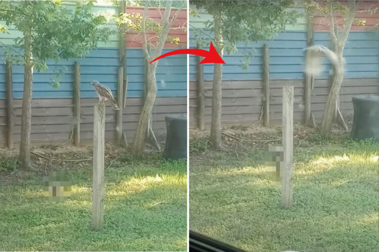 立場逆転！？庭で羽を休めていたタカを追い出したのはなんとビックリ、体の小さな『あの動物』でした！！【アメリカ・動画】