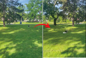 元気に走り回るハスキー犬にまさかのハプニングが！！ところが、ハスキー犬はなんにもなかったかのように走り抜けていきました【アメリカ・動画】