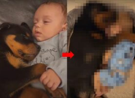 赤ちゃんと子犬のねんねの成長記録。生後2ヶ月のころはふたりは同じくらいの大きさでしたが、半年もしないうちに・・！！