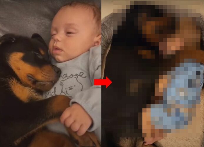 赤ちゃんと子犬のねんねの成長記録。生後2ヶ月のころはふたりは同じくらいの大きさでしたが、半年もしないうちに・・！！