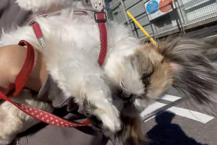 お散歩中に抱っこされるシーズー。脱力しきっていますが、飼い主さんが足を止めた瞬間に様子が一変、ガバっと頭を起こします！！