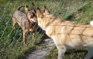 フェンス越しにじっと見つめ合う2匹の犬。この子達が見せたリアクションが面白い