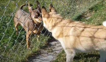 フェンス越しにじっと見つめ合う2匹の犬。この子達が見せたリアクションが面白い