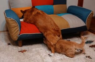 「そこ通るんかい！」気づかれないようにそ～っと股をくぐる猫が可愛すぎる！くぐられた後の犬のリアクションも笑える