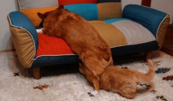 「そこ通るんかい!」気づかれないようにそ~っと股をくぐる猫が可愛すぎる!くぐられた後の犬のリアクションも笑える