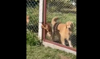 チワワまさかの脱出劇!小柄な体格を活かして、フェンスに設けられた取っ手サイズのスペースに体を通すと・・!!【海外・動画】