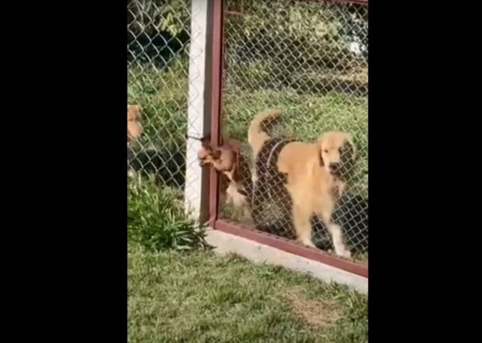 チワワまさかの脱出劇！小柄な体格を活かして、フェンスに設けられた取っ手サイズのスペースに体を通すと・・！！【海外・動画】