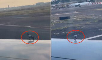 飛行機の翼の上にハトの姿を発見!!このハトも一緒に空の旅に出るのかと思いきや、飛行機がスピードを上げると!ハトの去り方に笑った