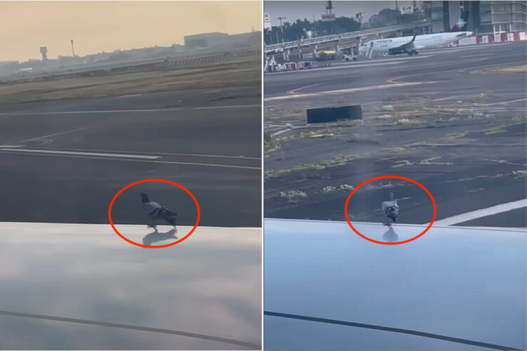 飛行機の翼の上にハトの姿を発見！！このハトも一緒に空の旅に出るのかと思いきや、飛行機がスピードを上げると！ハトの去り方に笑った