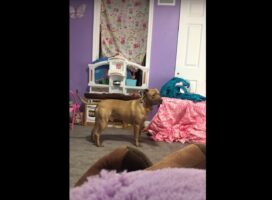 愛犬とかくれんぼ！ぬいぐるみの山に隠れた飼い主さんを愛犬はなかなか見つけられません！そこでヒントとなる音を出してみた結果・・