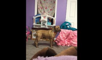 愛犬とかくれんぼ!ぬいぐるみの山に隠れた飼い主さんを愛犬はなかなか見つけられません!そこでヒントとなる音を出してみた結果・・