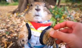「くっつき虫取ってー」と寄ってきた姿が可愛すぎた!結局取り切れず、テイクアウトしてお家でおいしくいただきました!