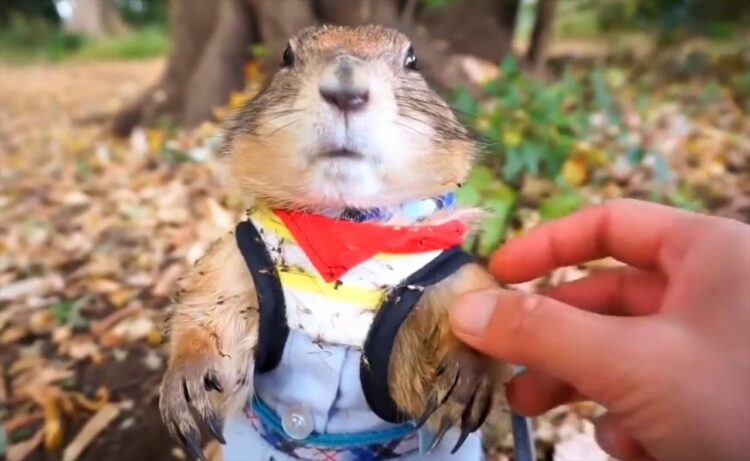 「くっつき虫取ってー」と寄ってきた姿が可愛すぎた！結局取り切れず、テイクアウトしてお家でおいしくいただきました！