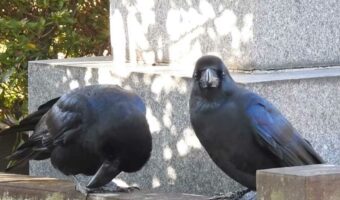 首の後ろをかいてほしくて、おねだりするハシブトガラス。アピールが足りないのかな？と、頭がどんどん逆さまになる様子が可愛すぎる！