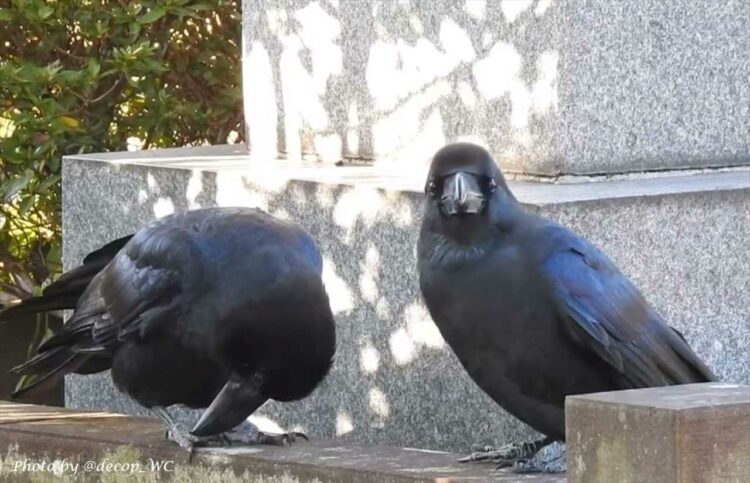 首の後ろをかいてほしくて、おねだりするハシブトガラス。アピールが足りないのかな？と、頭がどんどん逆さまになる様子が可愛すぎる！