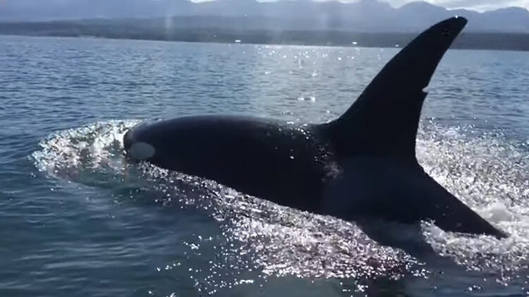 ボートがシャチに囲まれた！？襲ってくる様子はありませんが、緊張感が走るワンシーン・・！！【海外・動画】