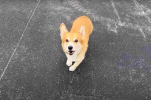 駆け寄ってくるコーギーに「バーン！」と言った結果。演技派のコーギーはパタンと撃たれて倒れたフリをしますが・・【アメリカ・動画】