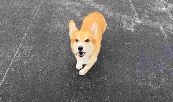 駆け寄ってくるコーギーに「バーン!」と言った結果。演技派のコーギーはパタンと撃たれて倒れたフリをしますが・・【アメリカ・動画】