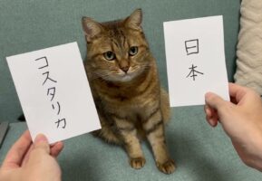 【W杯勝敗予想】現在的中率100％！ドイツ戦の結果を完ぺきに予想した猫が、コスタリカ戦の勝敗とスコアを予想！「前回よりも自信のあるお顔だ！」