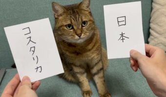 【W杯勝敗予想】現在的中率100%!ドイツ戦の結果を完ぺきに予想した猫が、コスタリカ戦の勝敗とスコアを予想!「前回よりも自信のあるお顔だ!」
