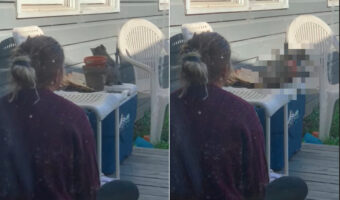 子猫の身にまさかの!?積み重ねられた植木鉢を覗き込んだところでハプニングが!!【アメリカ・動画】
