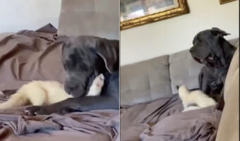 ソファの上でお友達と遊ぶ体の大きなマスティフ。その遊び相手は、体の小さなフェレットです！！