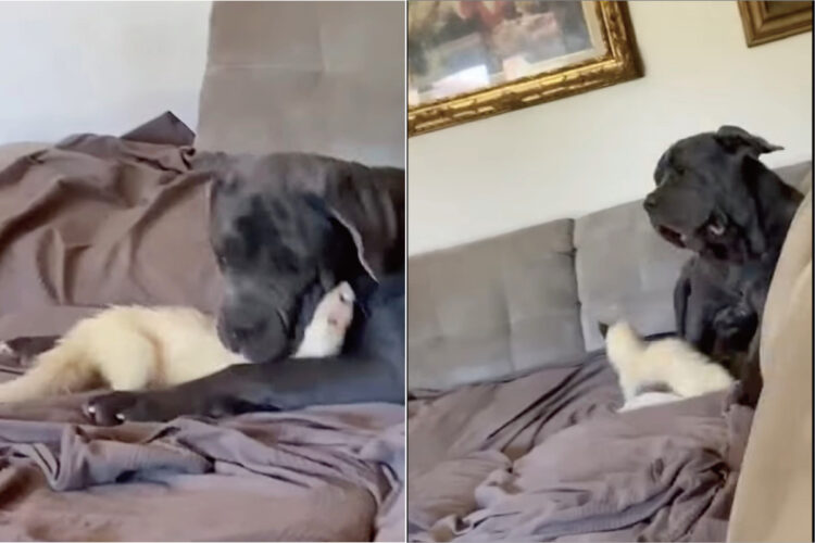 ソファの上でお友達と遊ぶ体の大きなマスティフ。その遊び相手は、体の小さなフェレットです！！