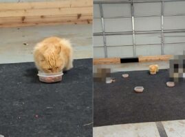 敷地内に用意された食事を必死にもぐもぐする野良猫。その周りにいる子の姿にビックリ！他の野生動物も食事に来ていました【アメリカ・動画】