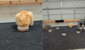 敷地内に用意された食事を必死にもぐもぐする野良猫。その周りにいる子の姿にビックリ!他の野生動物も食事に来ていました【アメリカ・動画】