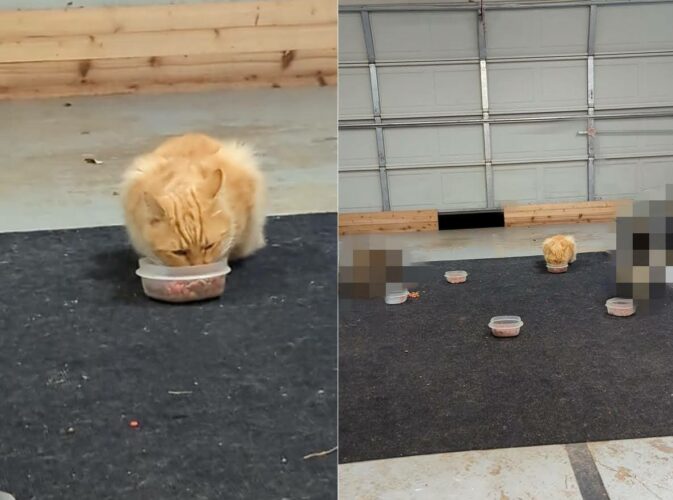 敷地内に用意された食事を必死にもぐもぐする野良猫。その周りにいる子の姿にビックリ！他の野生動物も食事に来ていました【アメリカ・動画】