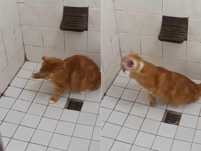 なにも無いはずの宙に向かってかぶりつこうとする猫。人間には見えないものと戦っているのかと思いきや・・【海外・動画】