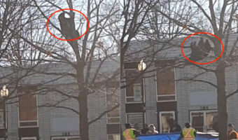 高い木にのぼったら下りられなくなったのは子猫ではなく、なんとクマ!?落下したら危ないとビニールシートを広げて待機している人の姿もあります